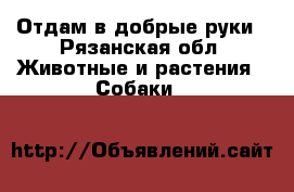 Отдам в добрые руки - Рязанская обл. Животные и растения » Собаки   
